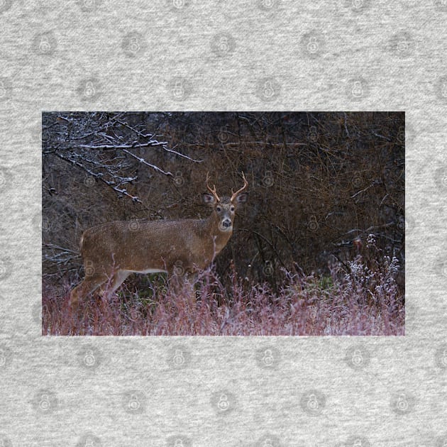 Snowy Buck - White-tailed deer by Jim Cumming